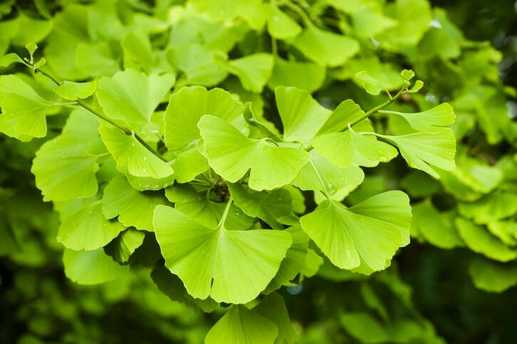 Suplementos para disfunção erétil naturais e seguros 4 Gingko biloba a erva super star2