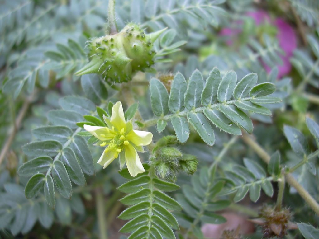 Suplementos para disfunção erétil naturais e seguros 2 tribulus
