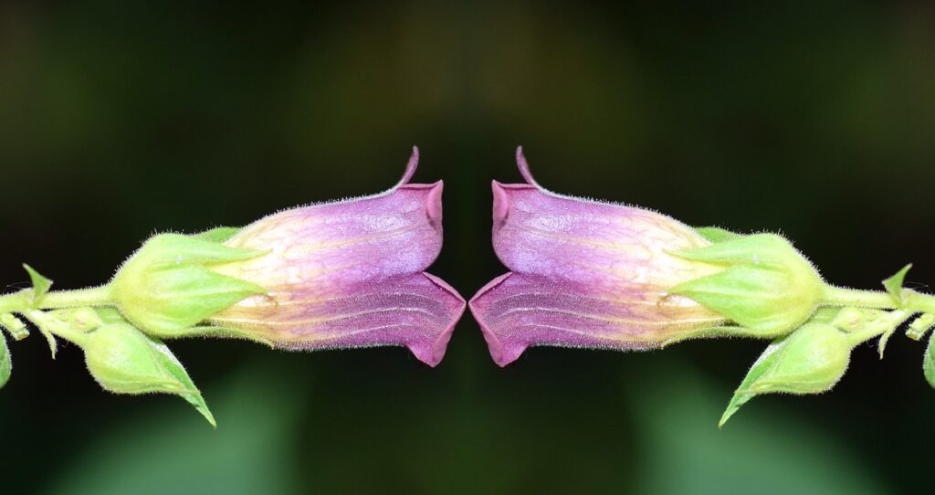5 Flores Venenosas e Tóxicas para seu Animal de Estimação 2 belladonna 2442241 1280