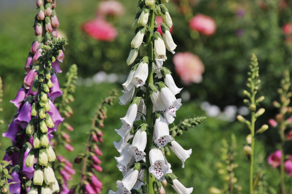 5 Flores Venenosas e Tóxicas para seu Animal de Estimação 1 5 Flores Venenosas e Tóxicas para seu Animal de Estimação