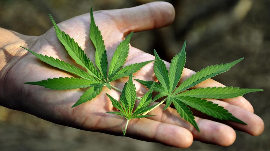 Cannabis faz mal à saúde? 1 Cannabis faz mal a saude